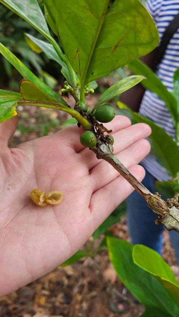 Spice Farm in Sansibar Coffee Beans
