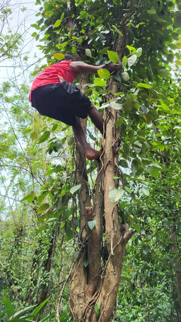 Man climbing on a tree at a spice farm in Sansibar